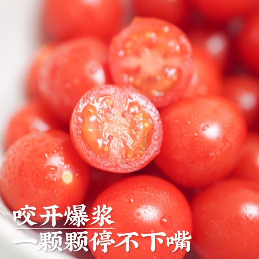饱记生鲜珍珠甜甜小番茄釜山88品种改良新鲜皮薄鲜嫩小番茄 商品图3