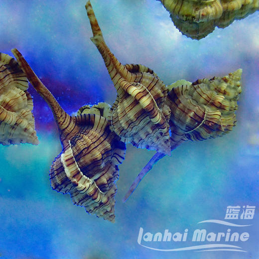 翻沙烟斗螺 商品图5