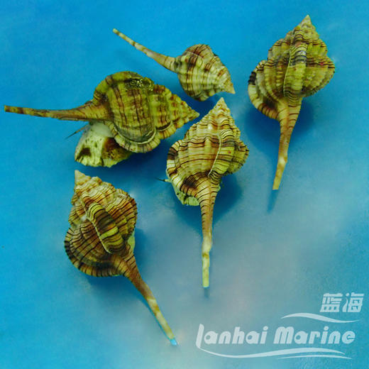 翻沙烟斗螺 商品图4