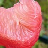 新到红宝石柚子果肉细腻颗粒饱满柔嫩，极鲜嫩多汁，大厚肉咬下去，让人飘飘欲仙，绝世鲜味呐～ 唯一的缺陷花皮，虽然长得丑但是果肉纯正！ 商品缩略图3
