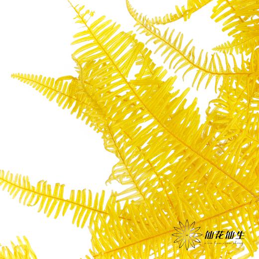 永生花材 | 芒其叶黄色 商品图1