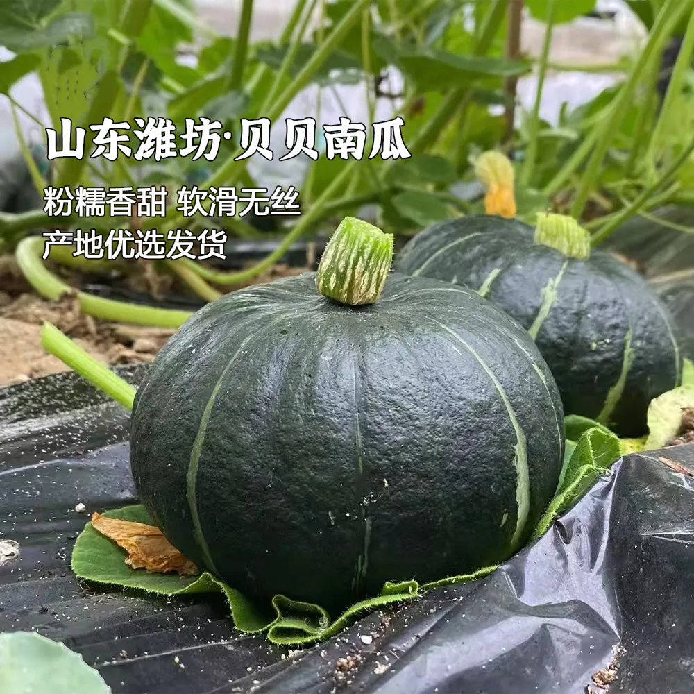 【贝贝南瓜】【福利价！花粉专享】【48小时内发货】正宗山东新鲜5斤板栗味小南瓜栗面日本老瓜婴儿孕妇粉糯