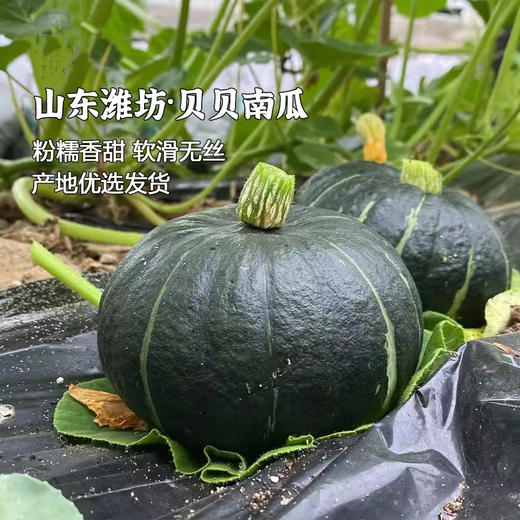 【贝贝南瓜】【福利价！花粉专享】【48小时内发货】正宗山东新鲜5斤板栗味小南瓜栗面日本老瓜婴儿孕妇粉糯 商品图0