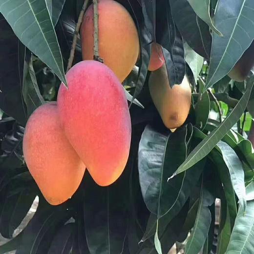 【树上熟贵妃芒】真正树上成熟，尖头冒黄采摘，生长成熟期约150天，比其他贵妃长30天，皮薄 肉厚，口感天花板 商品图7