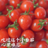 饱记生鲜珍珠甜甜小番茄釜山88品种改良新鲜皮薄鲜嫩小番茄 商品缩略图0