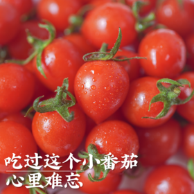 饱记生鲜珍珠甜甜小番茄釜山88品种改良新鲜皮薄鲜嫩小番茄