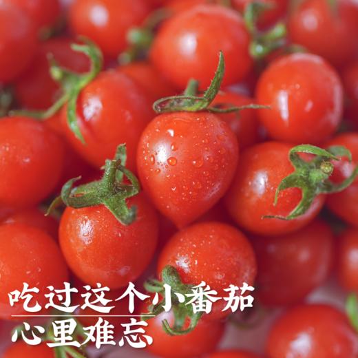 饱记生鲜珍珠甜甜小番茄釜山88品种改良新鲜皮薄鲜嫩小番茄 商品图0