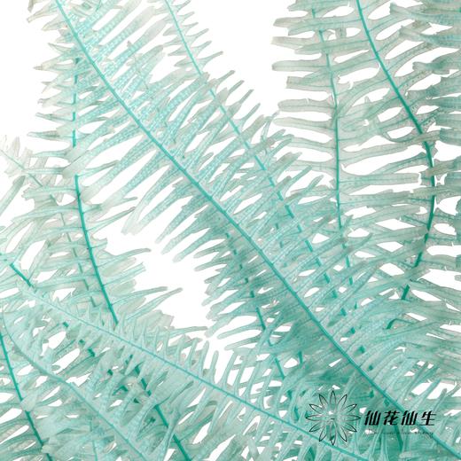 永生花材 | 芒其叶蒂芙尼绿 商品图3