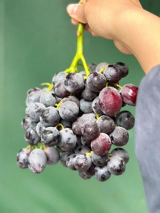 澳洲黑玛瑙提子，店铺这么多进口提子品类，松脆甜它当属第一！ 商品图4