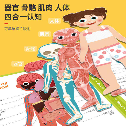 【品牌直发 骨折亏清❗️39.9任选3本】孩子的第一套启蒙认知书 幼儿园认知身体结构磁性拼图 人体结构/交通/恐龙/动物/水果等 商品图1