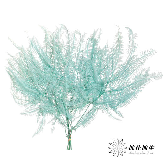 永生花材 | 芒其叶蒂芙尼绿 商品图0