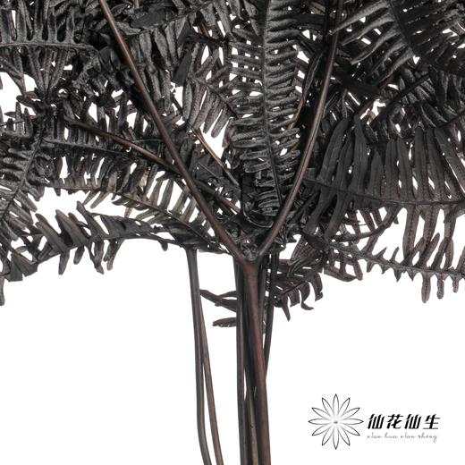 永生花材 ｜ 芒其叶黑色 商品图2