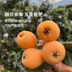 四川攀枝花 米易枇杷 当季水果 顺丰产地直发