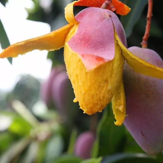 顺丰发货【海南 • 树上熟贵妃芒】 树上熟的“彩虹布丁”，比蜜还甜，每一口都像在吃“芒果冰淇淋”！ 商品图1