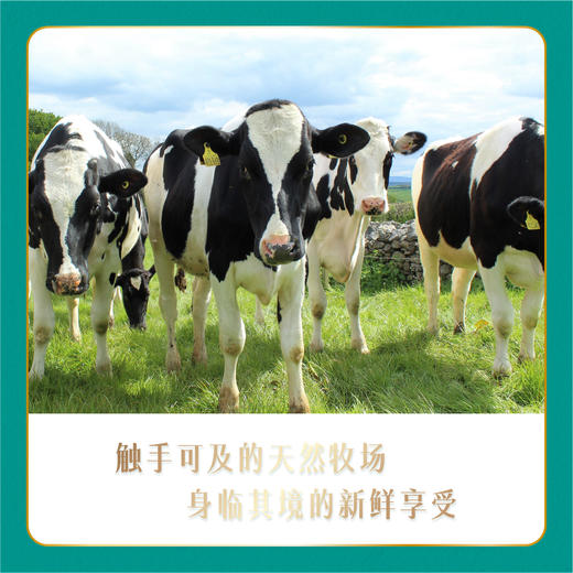 新希望云牧场 250ml*10盒 全国包邮 cd 商品图2