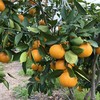 象山黄美人柑橘 被誉为树上长出来的“蜂蜜水” 果肉滑嫩 香甜爆汁 商品缩略图3