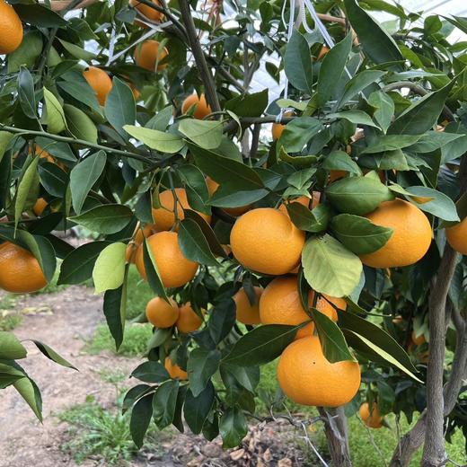 象山黄美人柑橘 被誉为树上长出来的“蜂蜜水” 果肉滑嫩 香甜爆汁 商品图3
