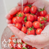 饱记生鲜珍珠甜甜小番茄釜山88品种改良新鲜皮薄鲜嫩小番茄 商品缩略图2