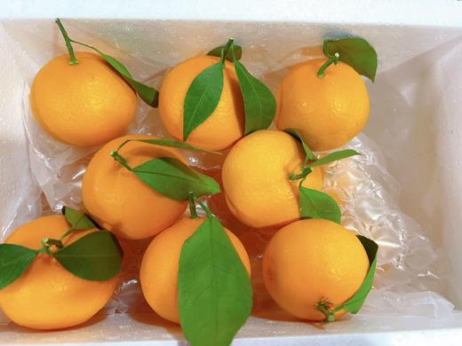 象山黄美人柑橘 被誉为树上长出来的“蜂蜜水” 果肉滑嫩 香甜爆汁 商品图7