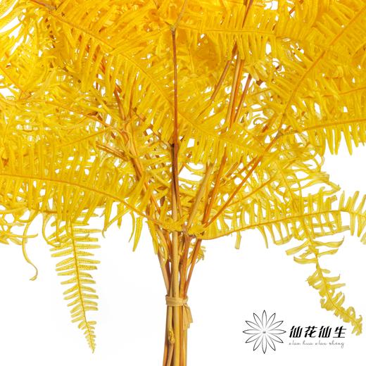 永生花材 | 芒其叶黄色 商品图2