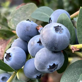 优瑞卡蓝莓，蓝莓届又出一批黑马，嘎呗脆，果味浓，9甜1酸，大部分甜，个别带酸！特大果，净果8两
