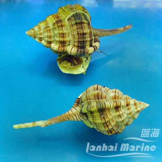 翻沙烟斗螺 商品图3