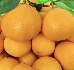 象山黄美人柑橘 被誉为树上长出来的“蜂蜜水” 果肉滑嫩 香甜爆汁