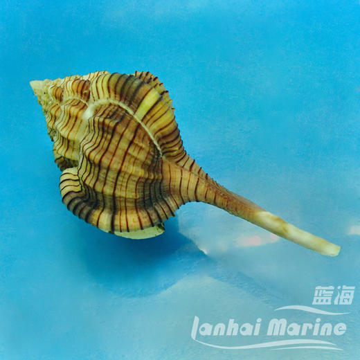 翻沙烟斗螺 商品图2