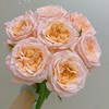 【优质品种】女娲玫瑰 10枝 | 公众号专享 商品缩略图1