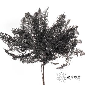 永生花材 ｜ 芒其叶黑色