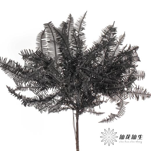 永生花材 ｜ 芒其叶黑色 商品图0