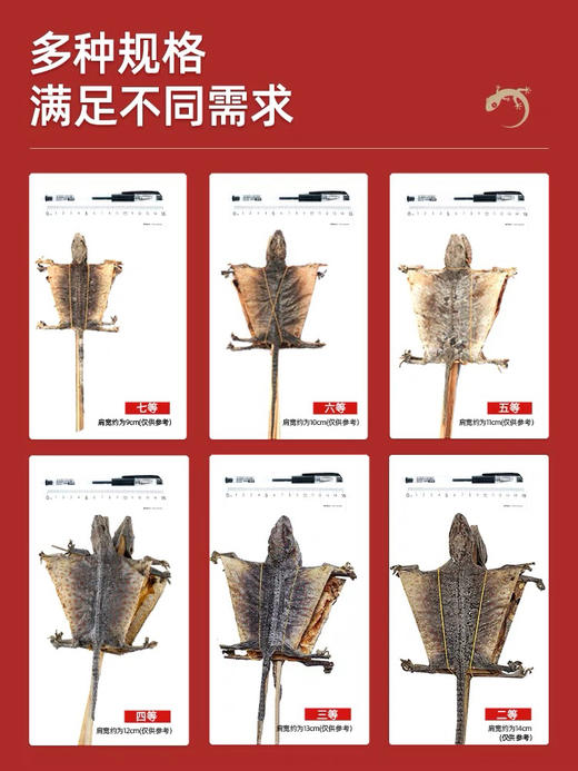 【双12返场月】蛤 蚧干货定喘一对大蚧蛤干药用蛤芥哈蛤蚧丸粉药材泡酒中药饮片 商品图5