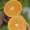 象山黄美人柑橘 被誉为树上长出来的“蜂蜜水” 果肉滑嫩 香甜爆汁 商品缩略图5