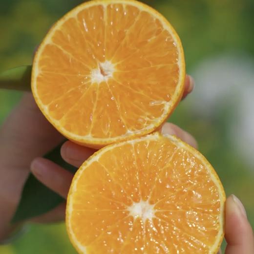 象山黄美人柑橘 被誉为树上长出来的“蜂蜜水” 果肉滑嫩 香甜爆汁 商品图5