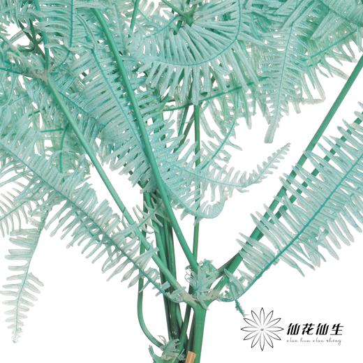 永生花材 | 芒其叶蒂芙尼绿 商品图2