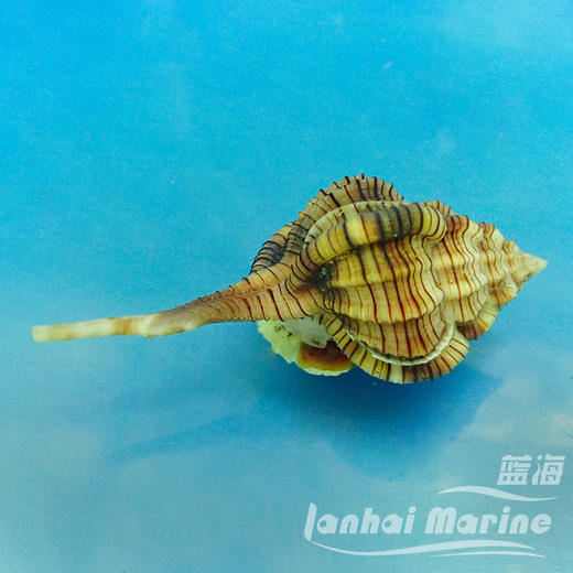 翻沙烟斗螺 商品图1