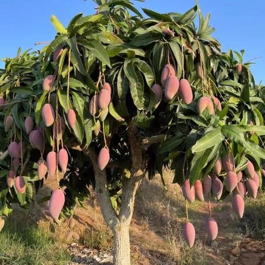 【树上熟贵妃芒】真正树上成熟，尖头冒黄采摘，生长成熟期约150天，比其他贵妃长30天，皮薄 肉厚，口感天花板 商品图5