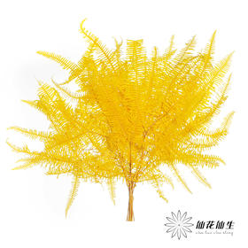 永生花材 | 芒其叶黄色