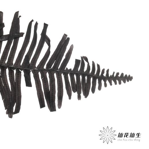 永生花材 ｜ 芒其叶黑色 商品图3