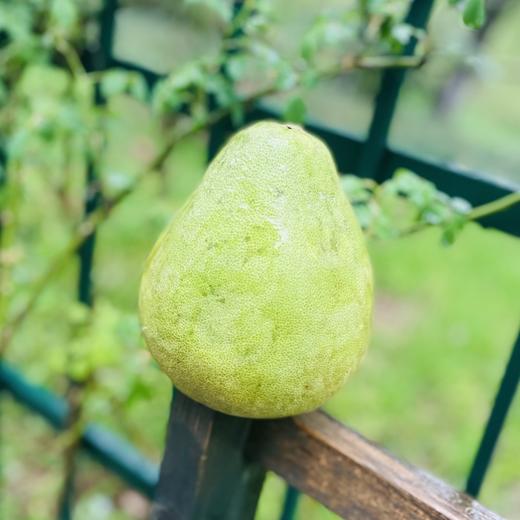 新到红宝石柚子果肉细腻颗粒饱满柔嫩，极鲜嫩多汁，大厚肉咬下去，让人飘飘欲仙，绝世鲜味呐～ 唯一的缺陷花皮，虽然长得丑但是果肉纯正！ 商品图5