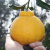 四川柠檬不知火小丑柑 清甜爽口 汁多味美 商品缩略图0