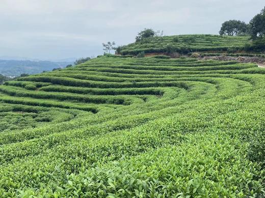 福鼎白茶一级特等贡眉2024年翁江1958老树贡眉 商品图1