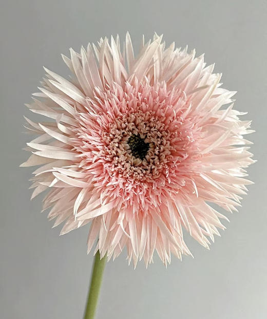 【拉丝弗朗】粉色拉丝菊  约10枝/扎 商品图3