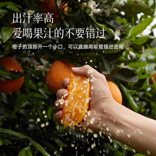 【秭归伦晚 补充每日VC】鲜橙 入口化渣，汁水足，甜度高，好吃不上火，全家都爱吃~ 商品图8