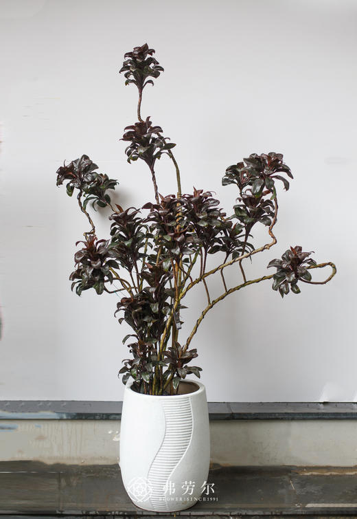 娃娃叶盆栽 商品图0