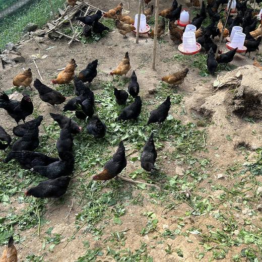 【严选】恩施山林农家散养绿壳土鸡乌鸡蛋30枚/盒  （厂家直发） 商品图1