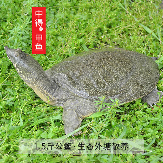 中得甲鱼 鲜活桃花鳖 外塘生态散养 公甲鱼1.5斤/只 商品图0