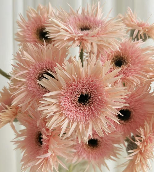 【拉丝弗朗】粉色拉丝菊  约10枝/扎 商品图1