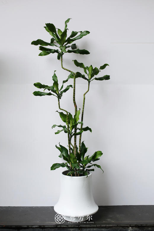 螺纹铁 商品图0