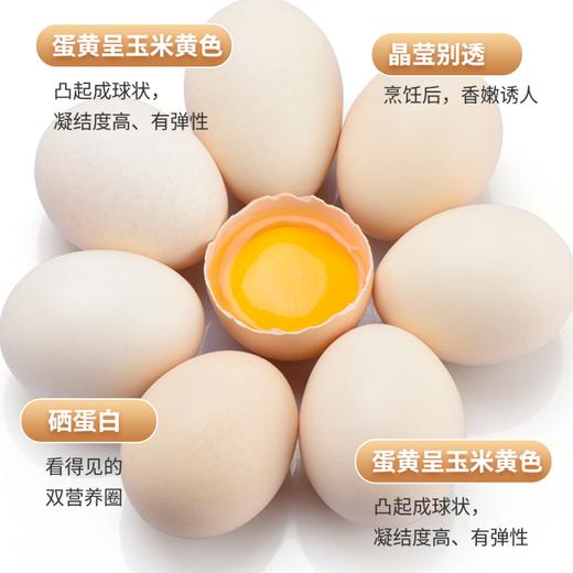 L无抗生素贵州鲜鸡蛋 10枚售15.9元 商品图5
